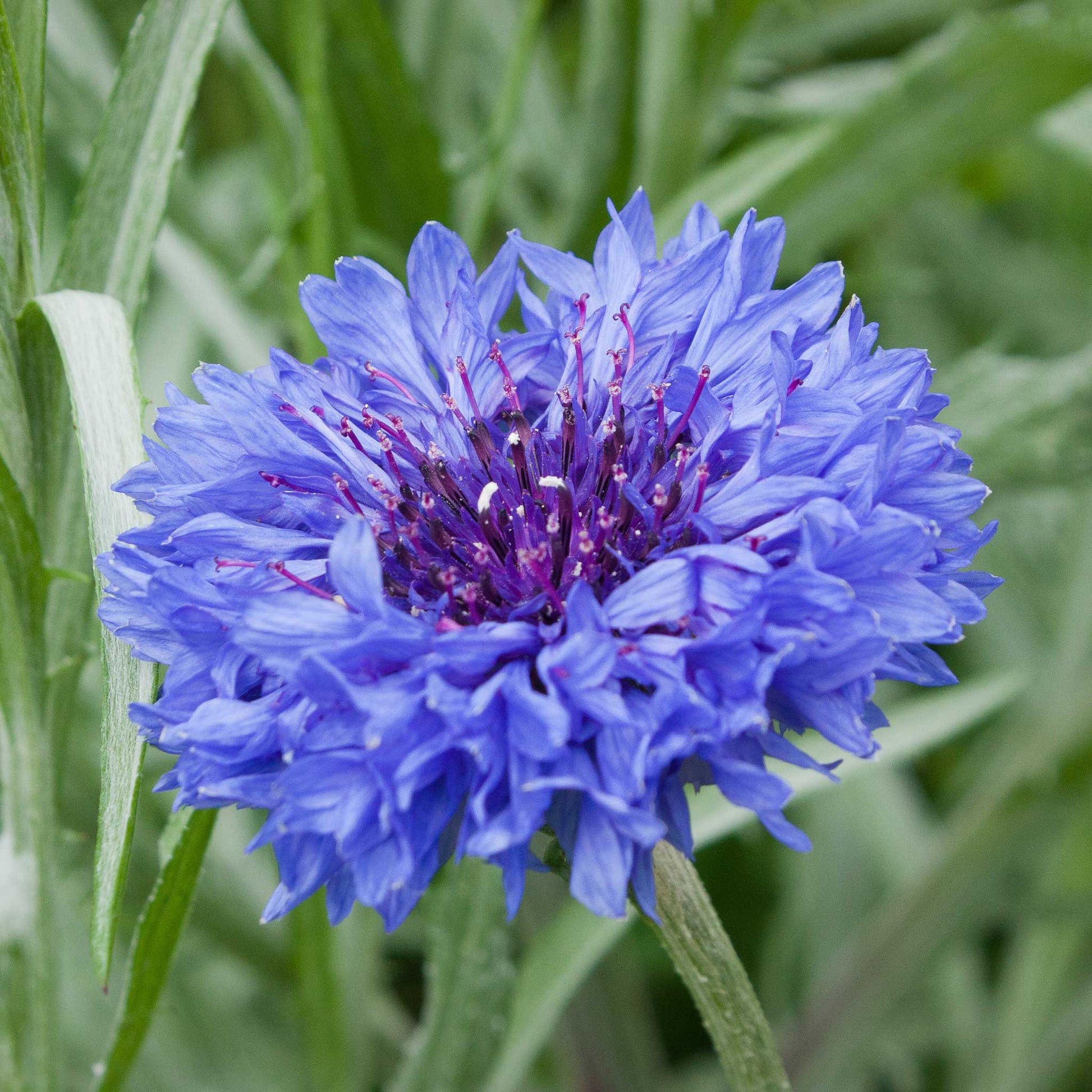 cornflower jubilee gem