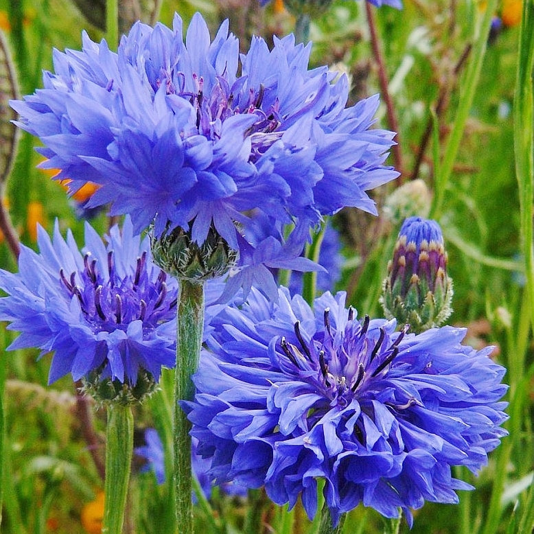 Organic Cornflower Seeds - Jubilee Gem | Bulk Flower Seeds | Bulk ...