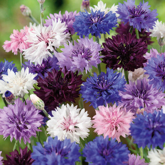 cornflower tall mix