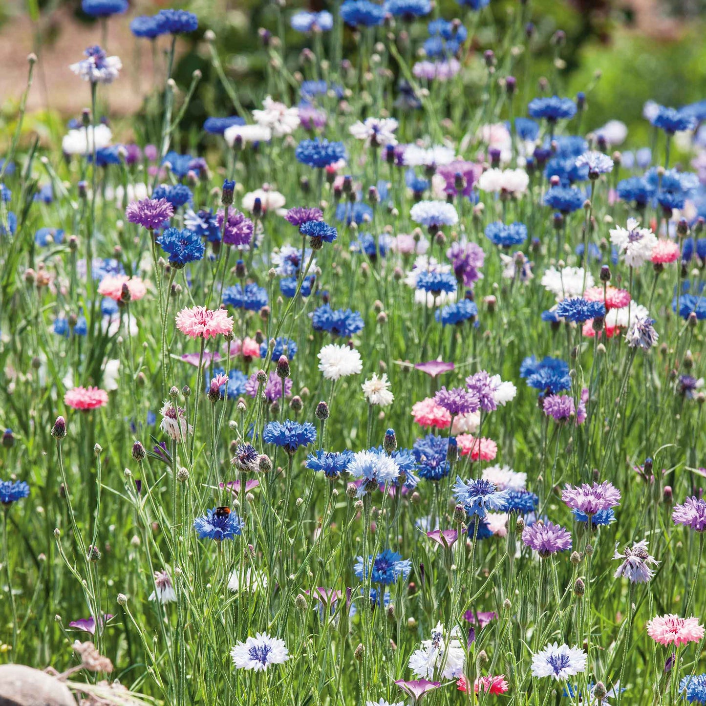 cornflower tall mix