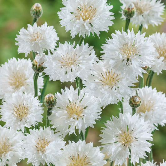 cornflower tall white