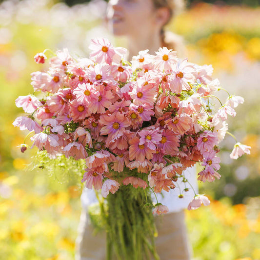 cosmos apricotta