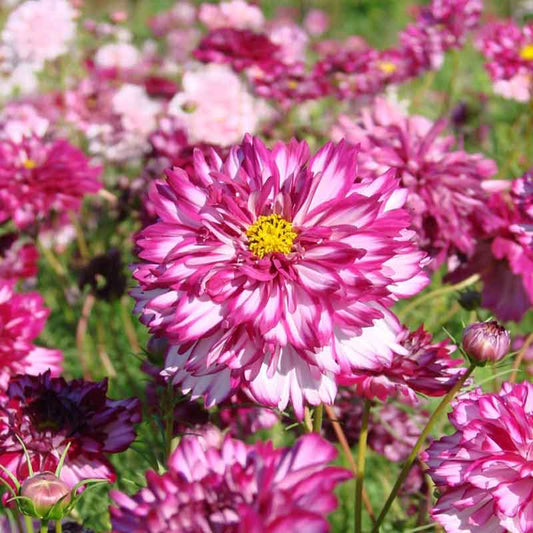 cosmos double click double violet