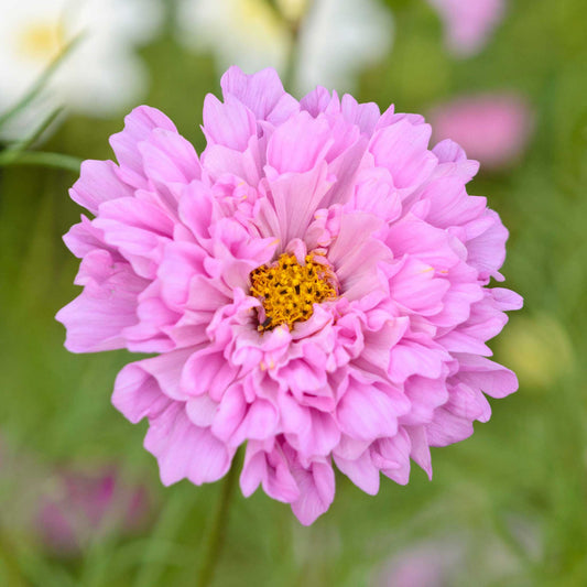 cosmos double click rose bon bon