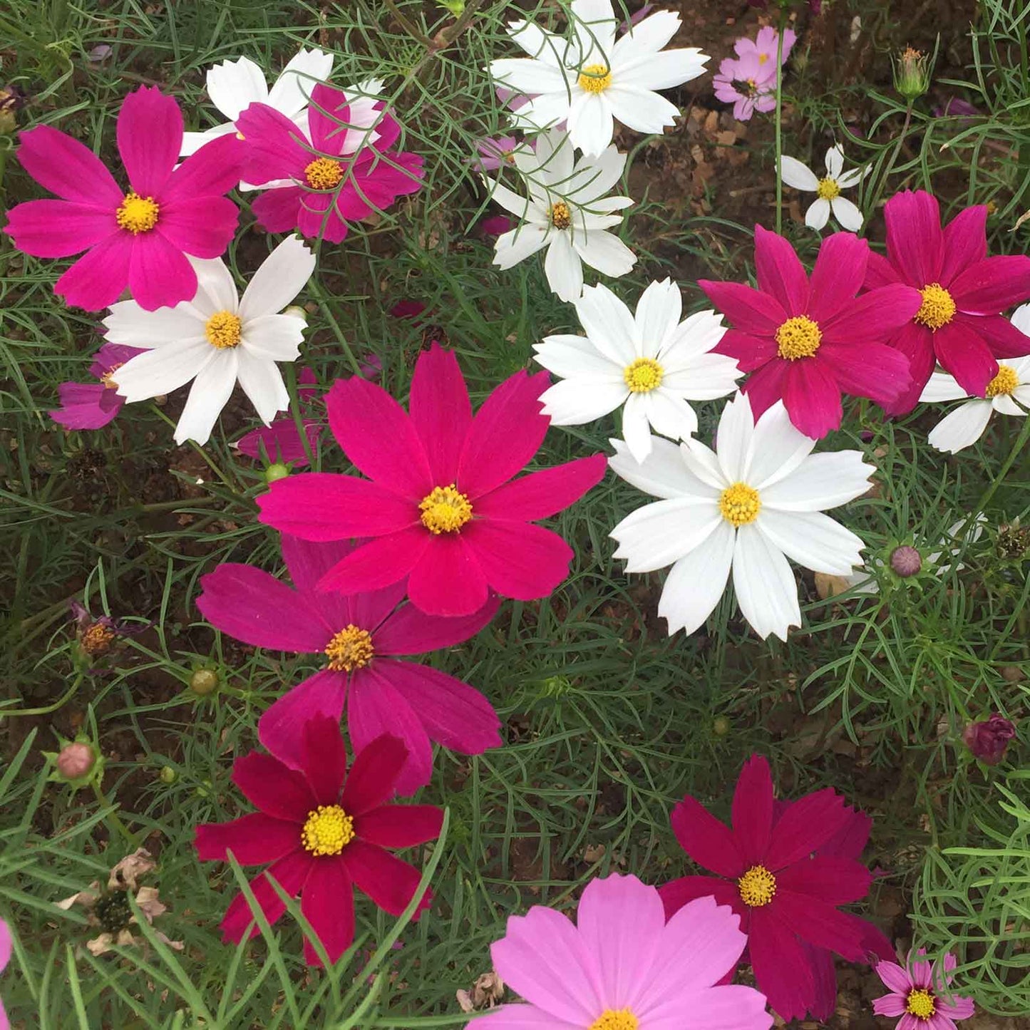 cosmos hot pink and white mix