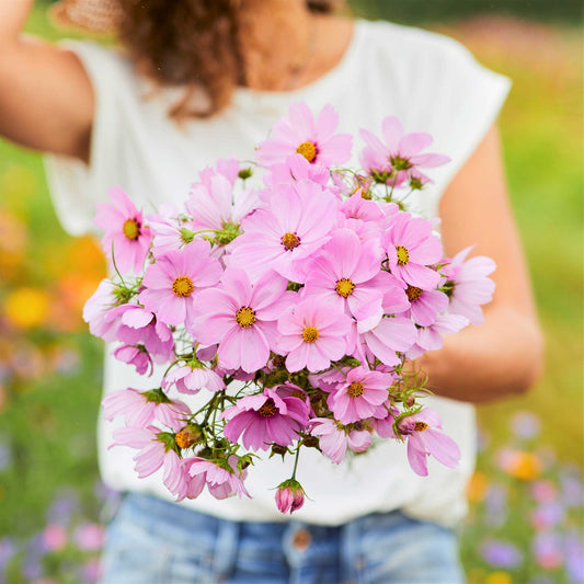 cosmos pinkie