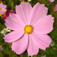 cosmos pinkie