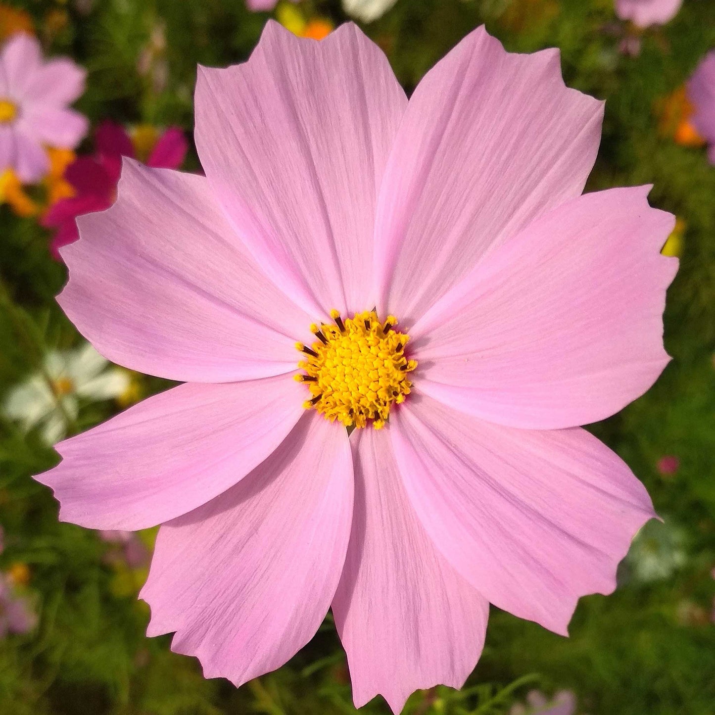 cosmos pinkie