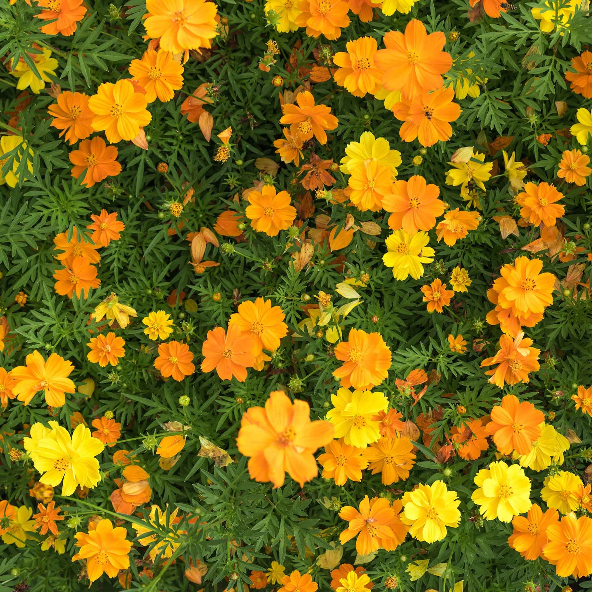 cosmos sulphur carpet mix