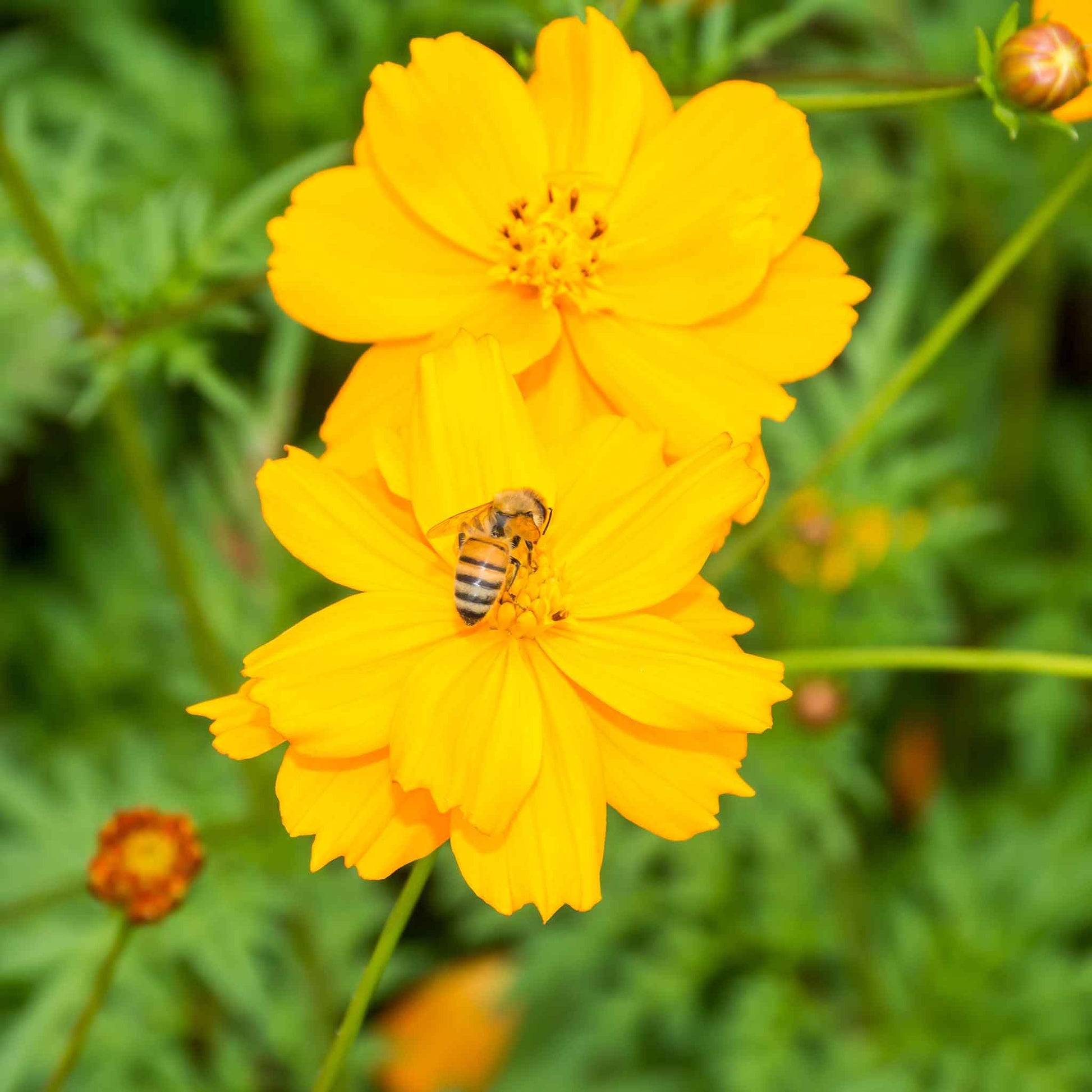 cosmos sulphur carpet mix