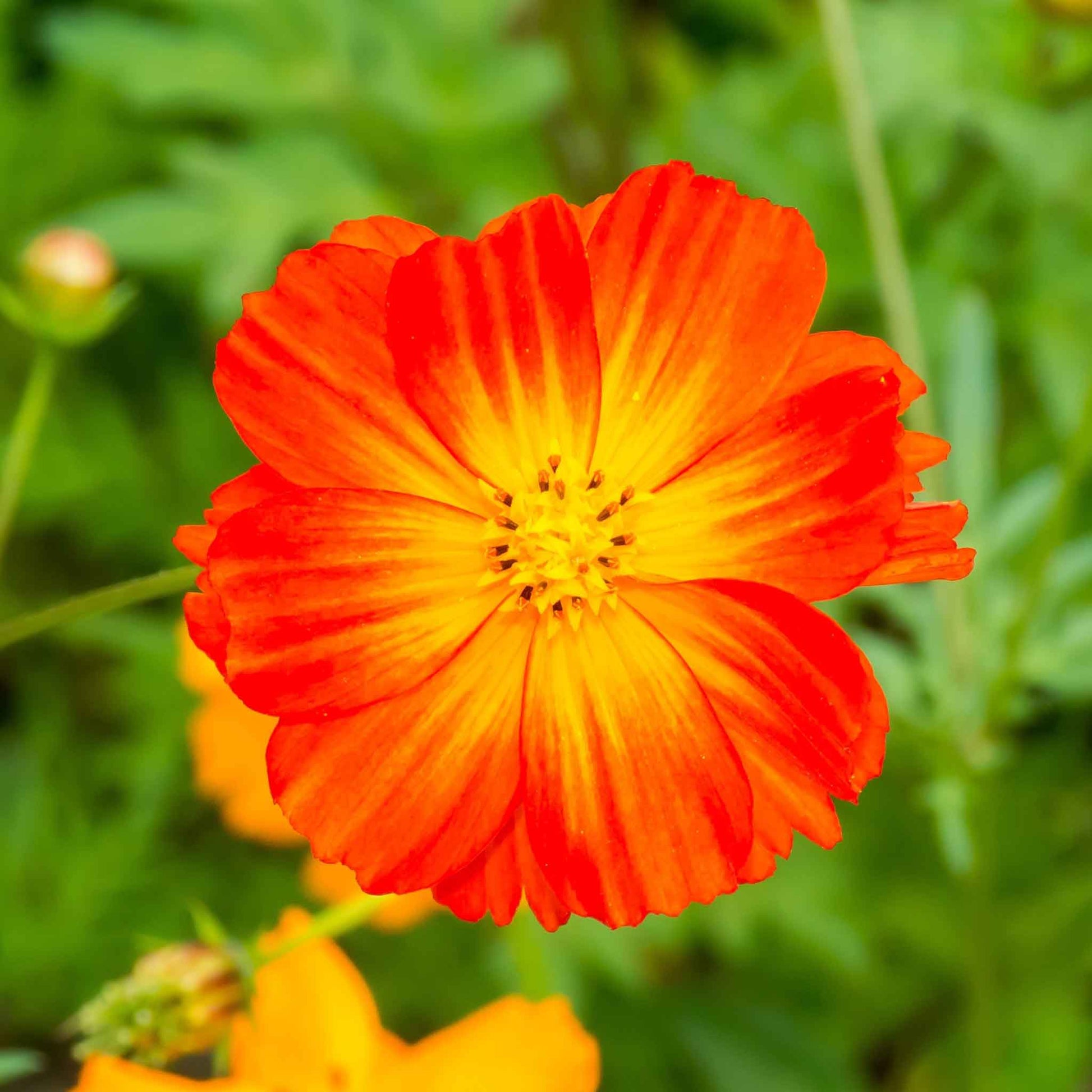 cosmos sulphur carpet mix