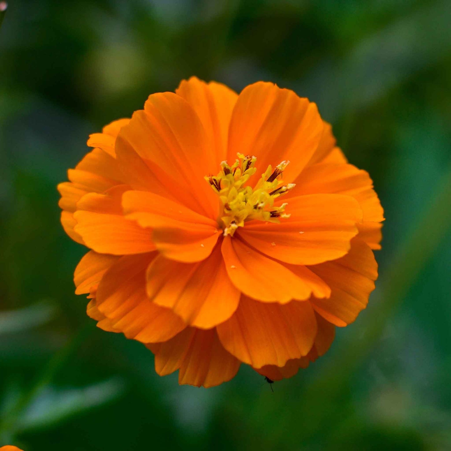 cosmos sulphur carpet mix