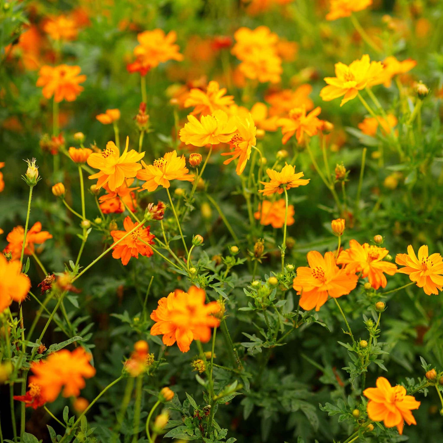 cosmos crest orange