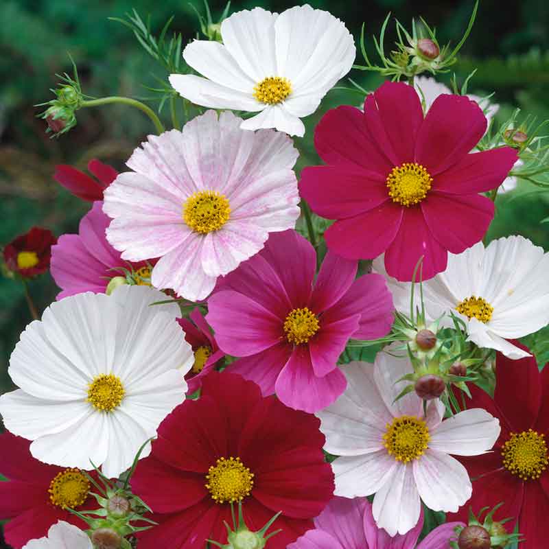 cosmos versailles tetra mix | copyright: Floramedia UK Ltd