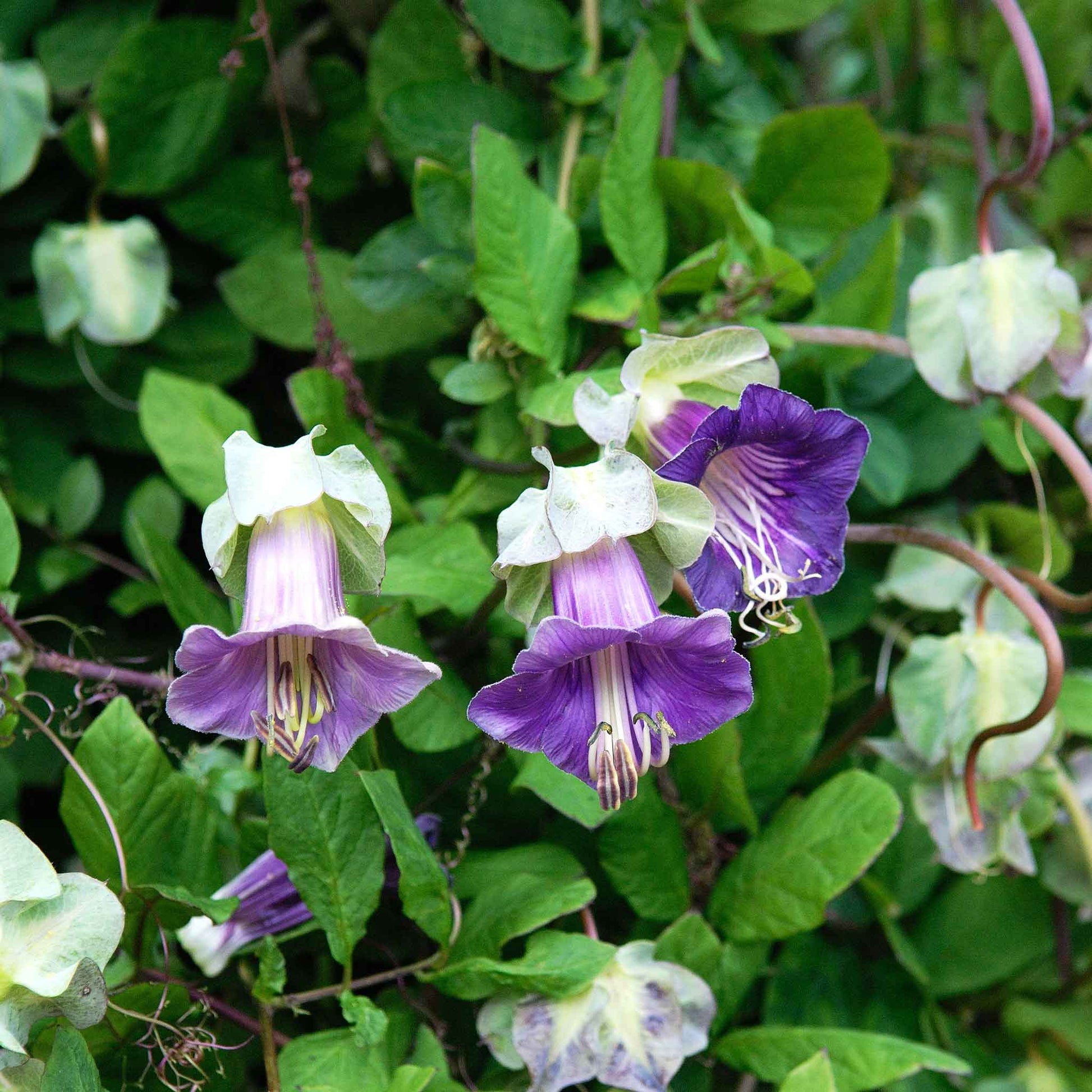 cup and saucer purple