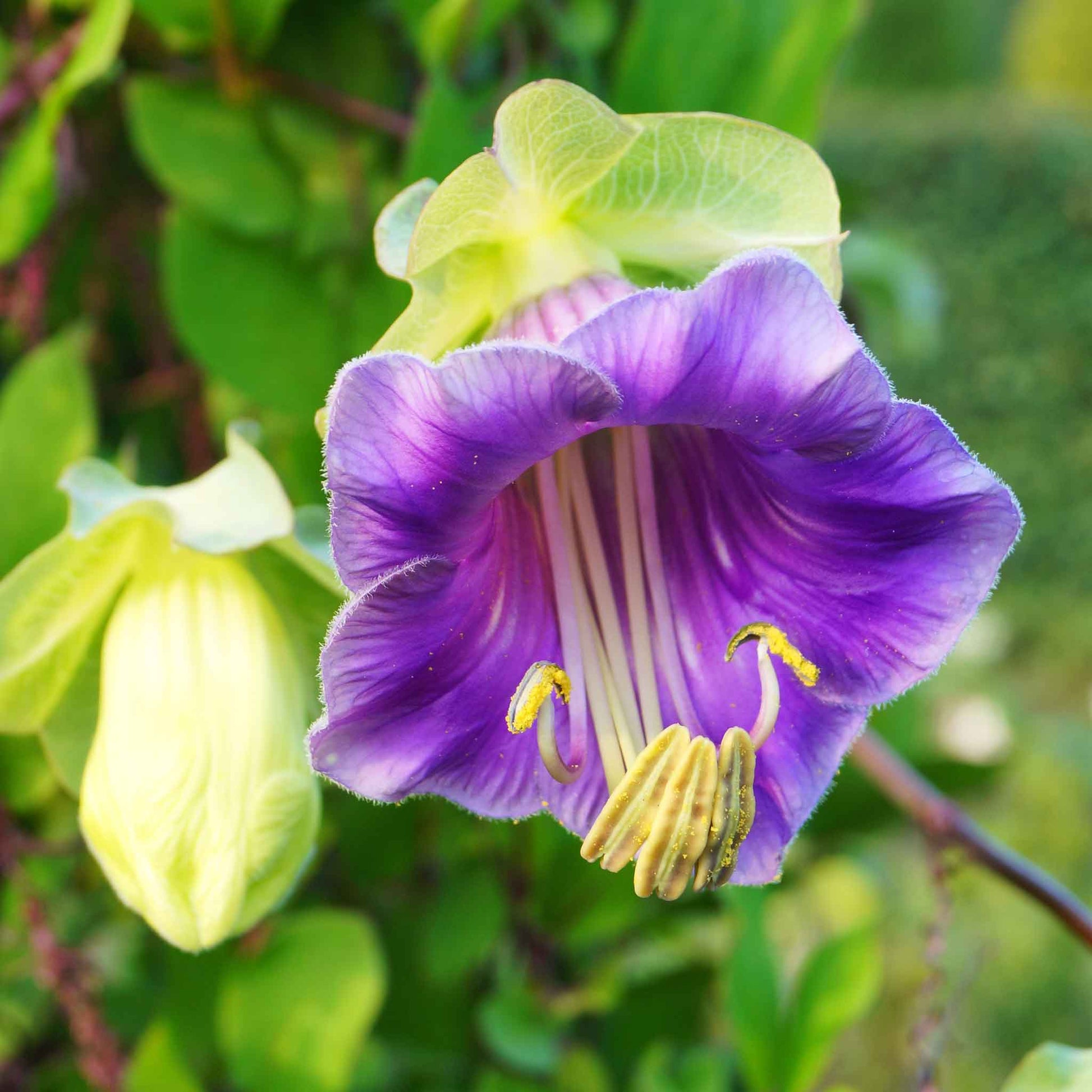 cup and saucer purple