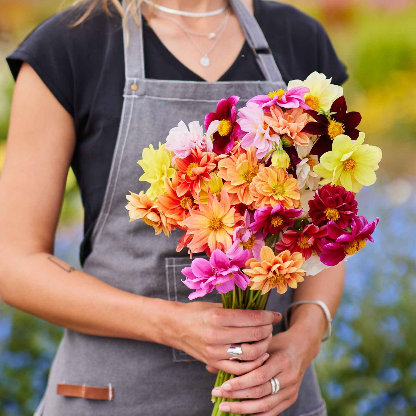 dahlia early bird mix