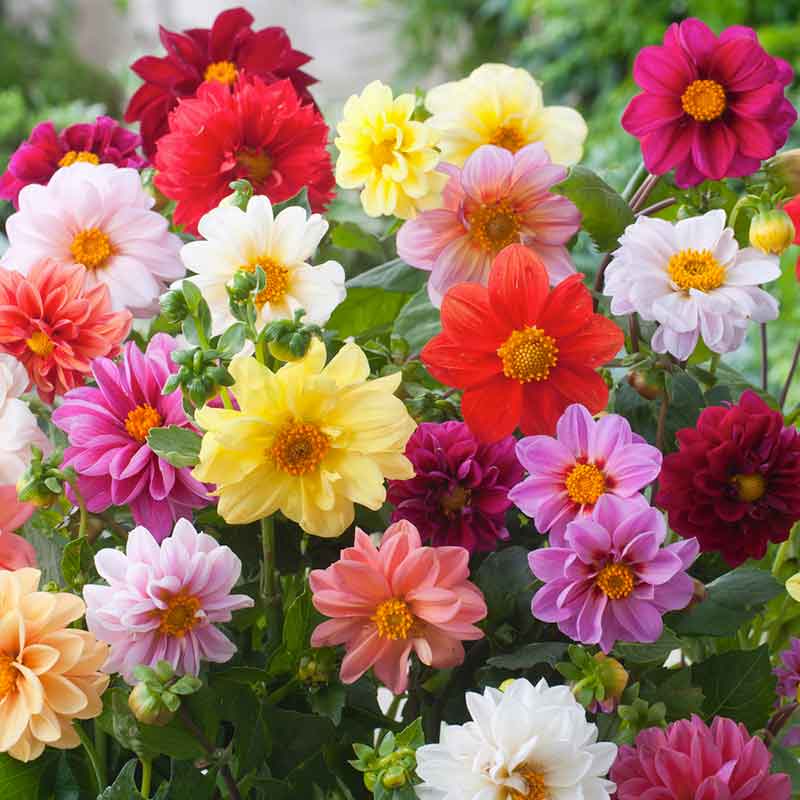 dahlia unwins bedding mix | copyright: Floramedia UK Ltd