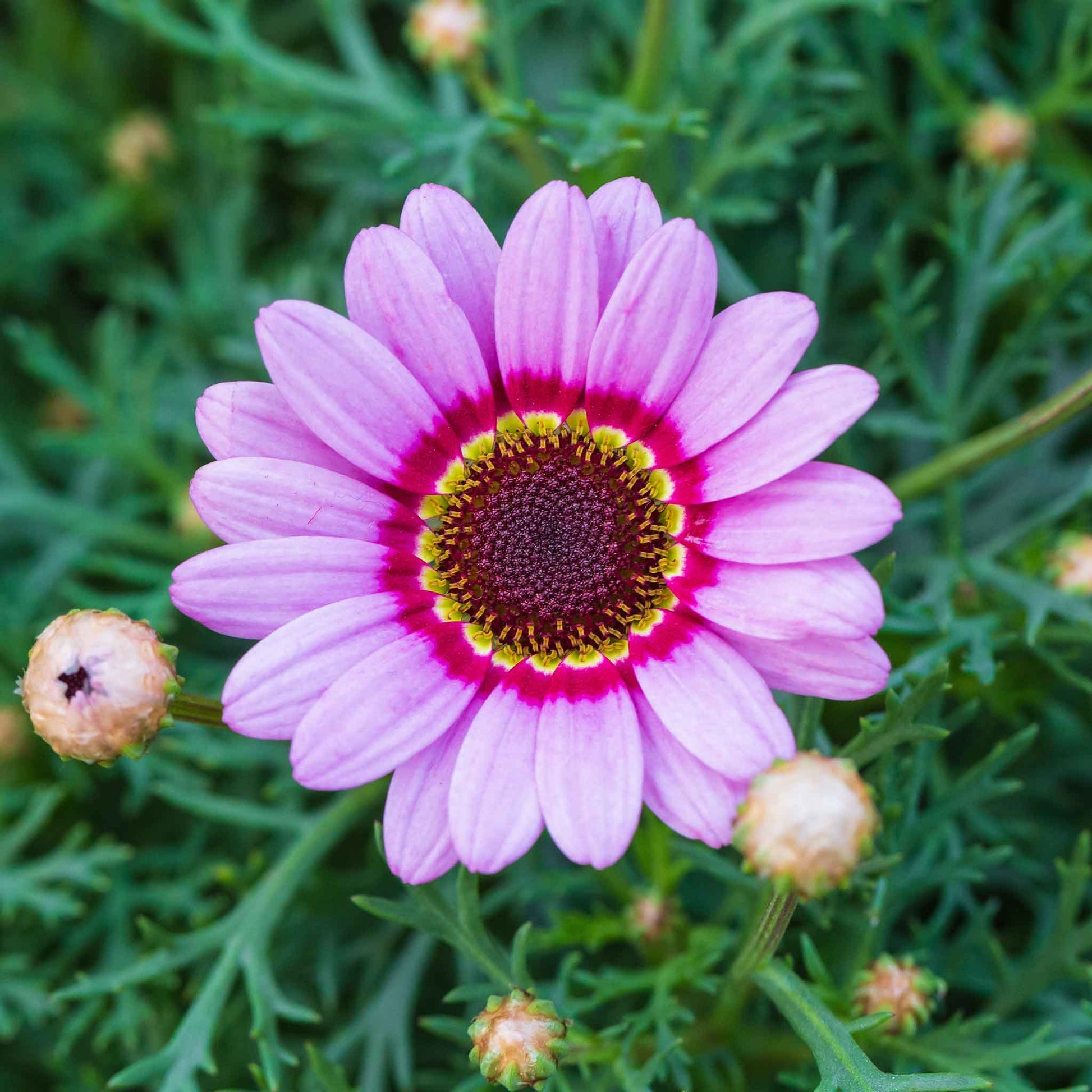 daisy painted rainbow mix