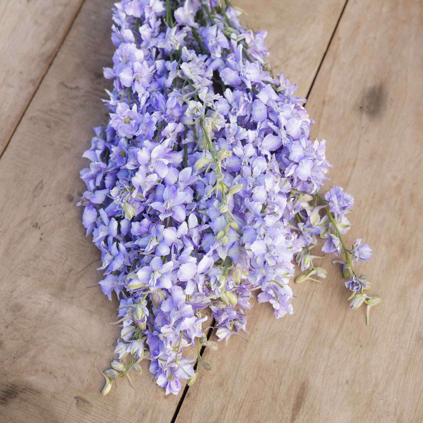 delphinium blue bell