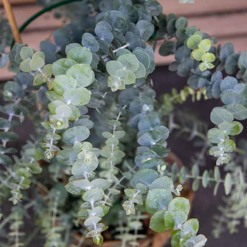 eucalyptus baby blue bouquet