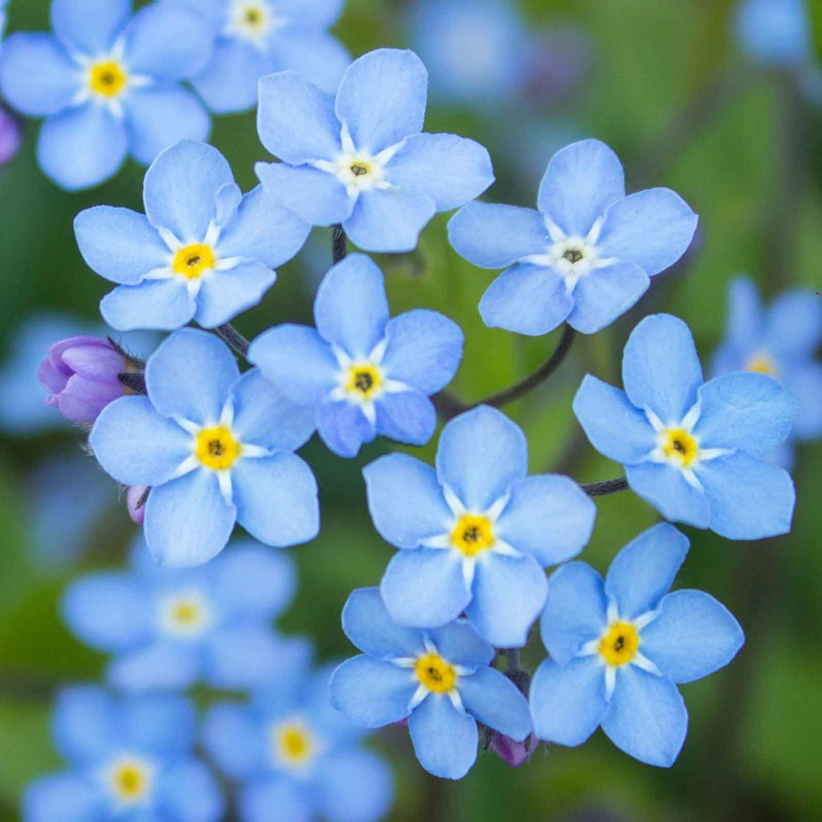 forget me not blue