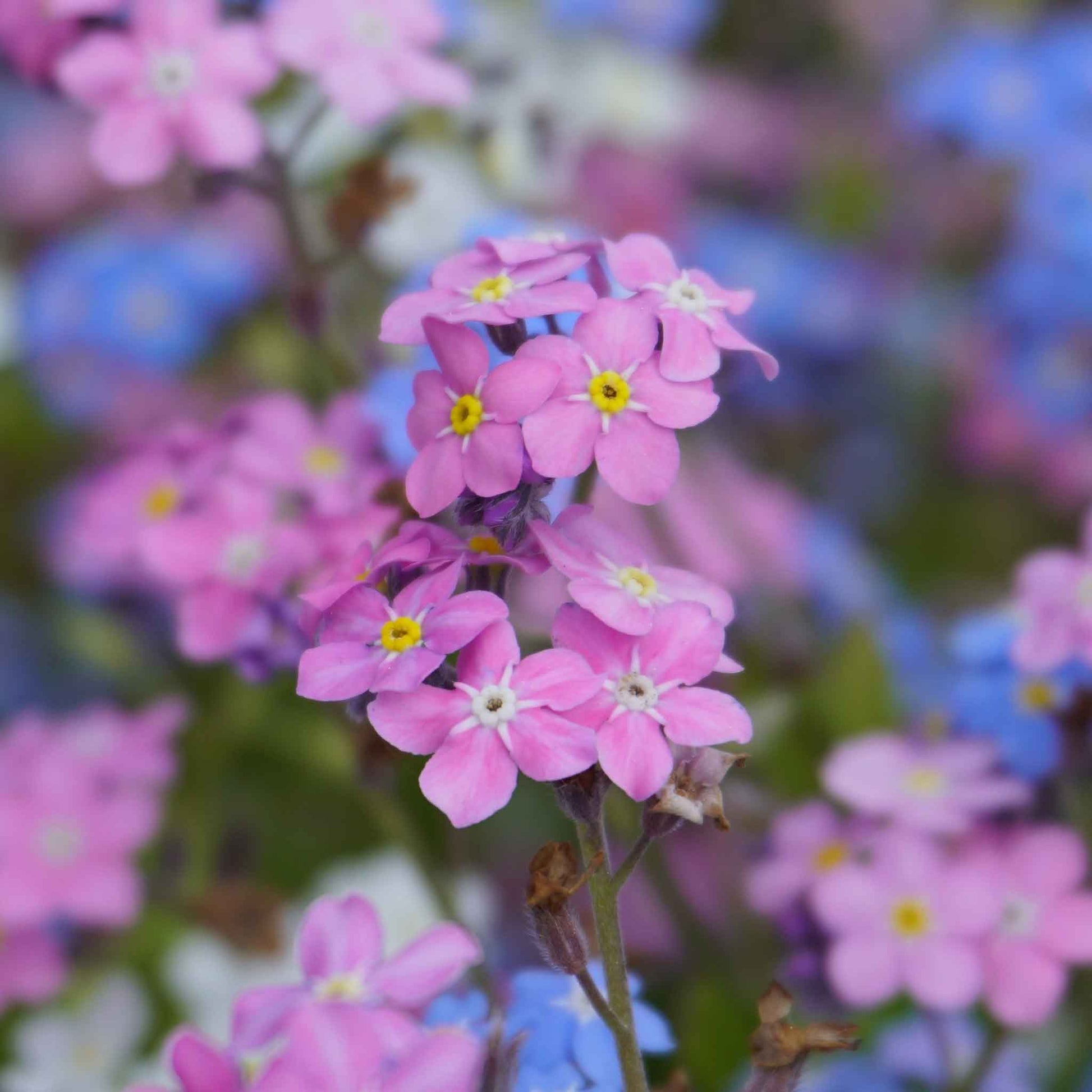 forget me not rose