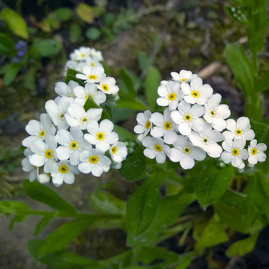 forget me not white