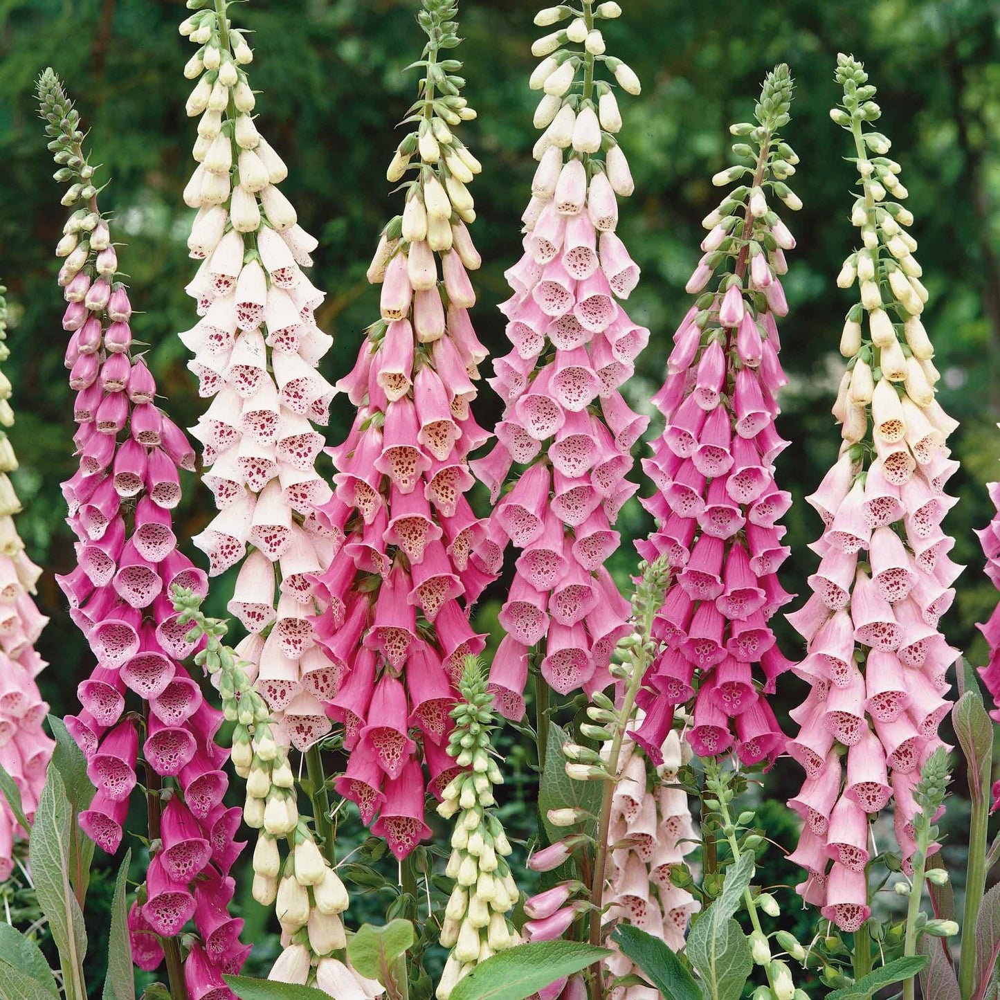 foxglove gloxiniaeflora