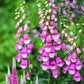 foxglove gloxiniaeflora