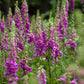 purple foxglove