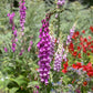 purple foxglove