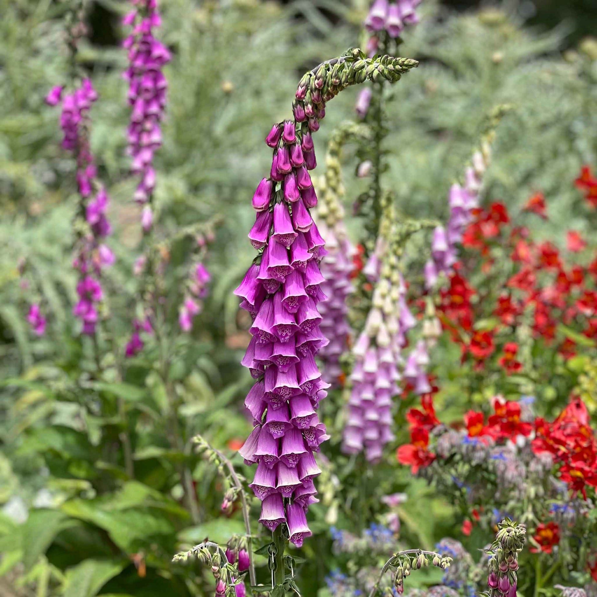 purple foxglove