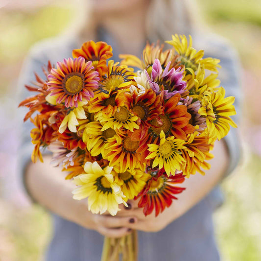 gazania sunshine mix