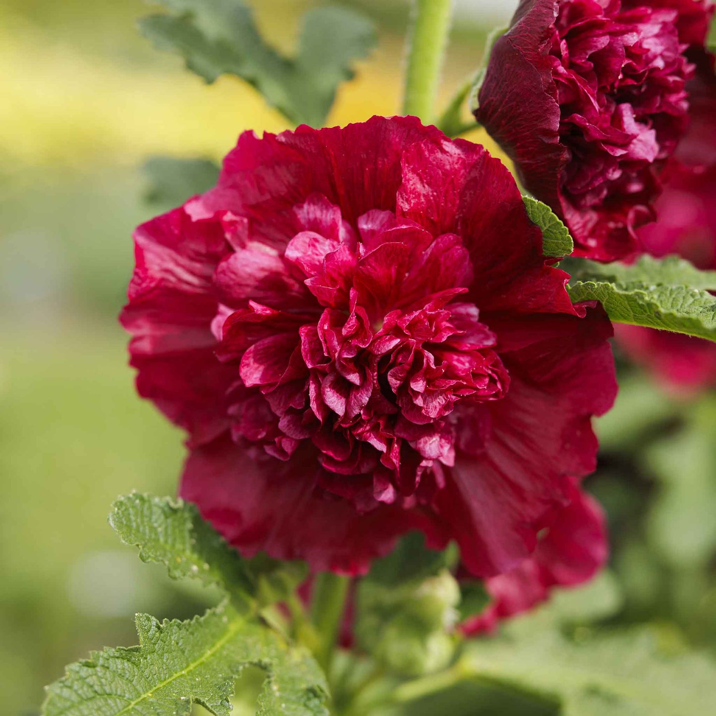 hollyhock chater double red