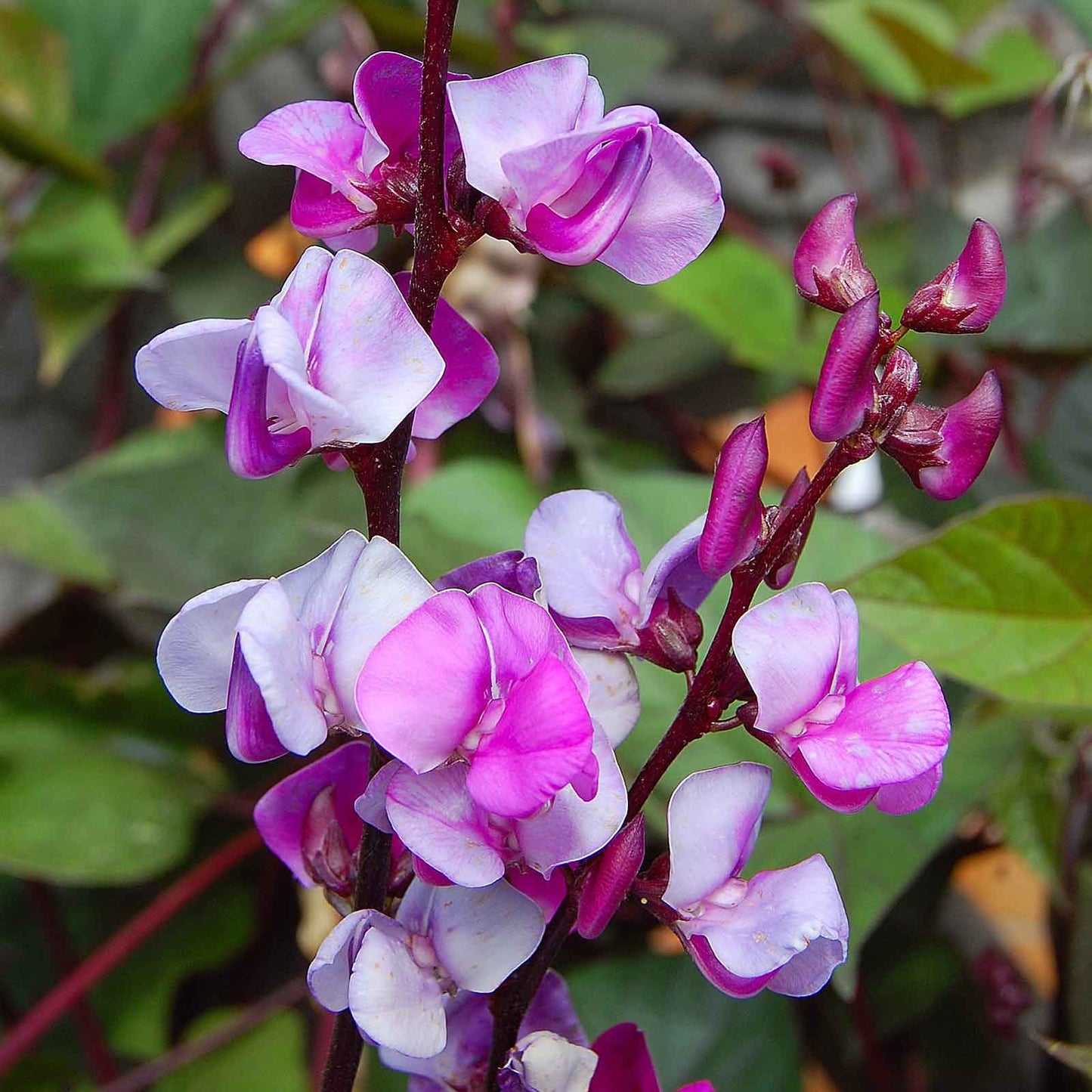 hyacinth bean