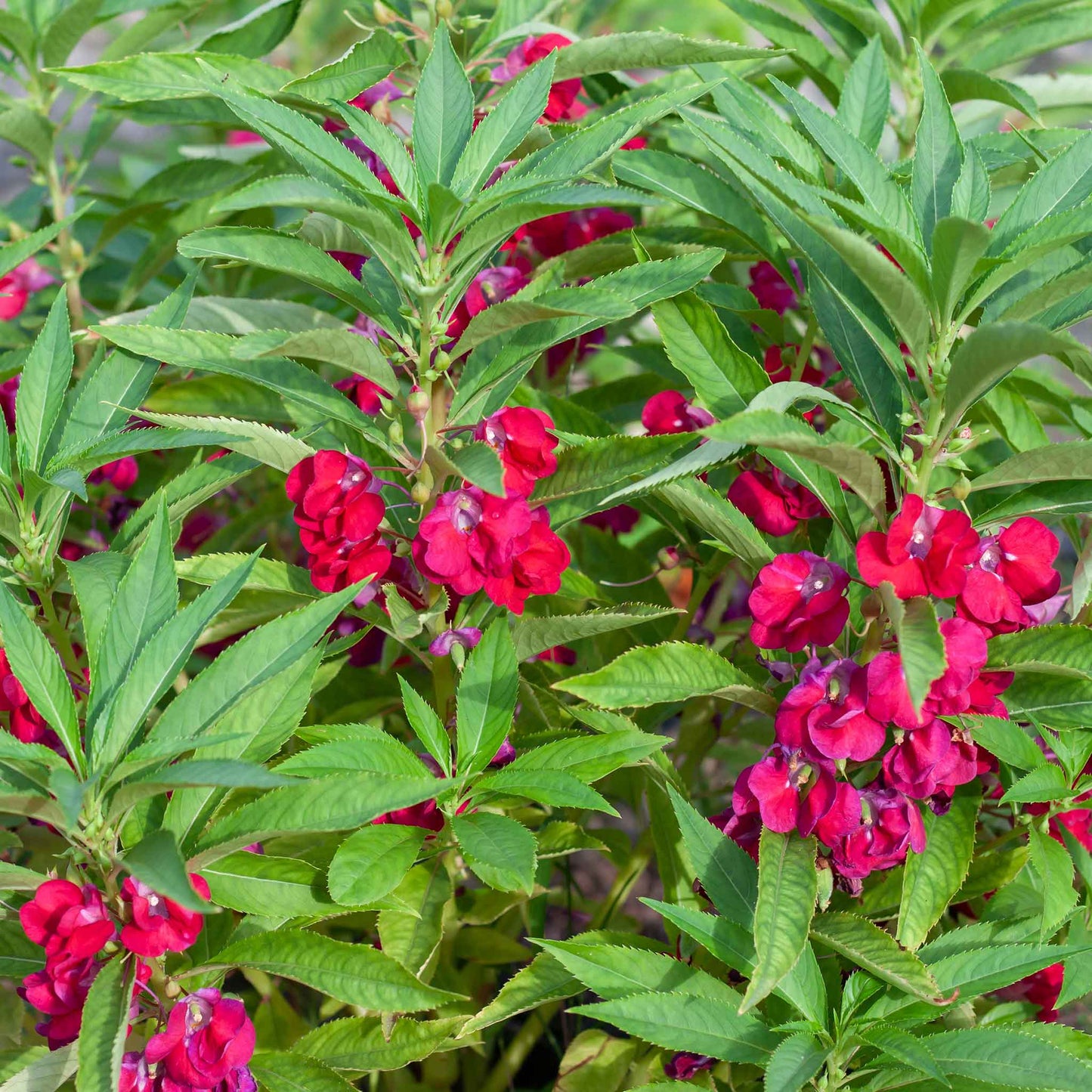 balsam seeds