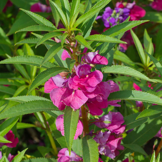 carmine impatiens