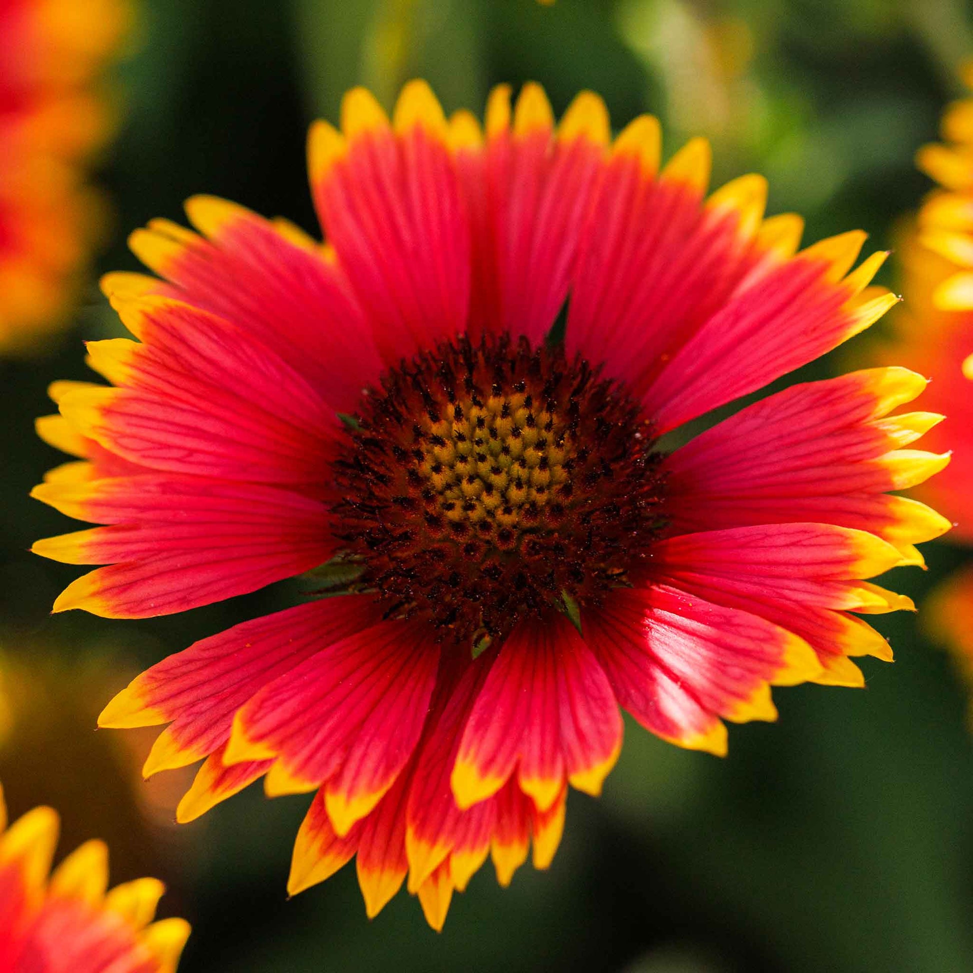 indian blanket mix