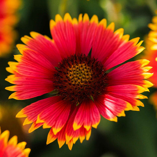 indian blanket mix