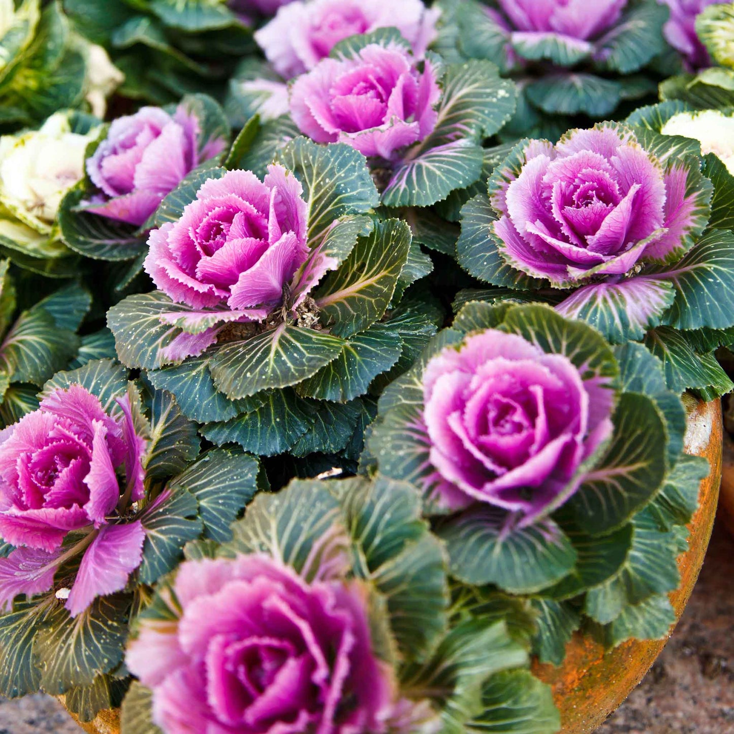 kale ornamental crane pink