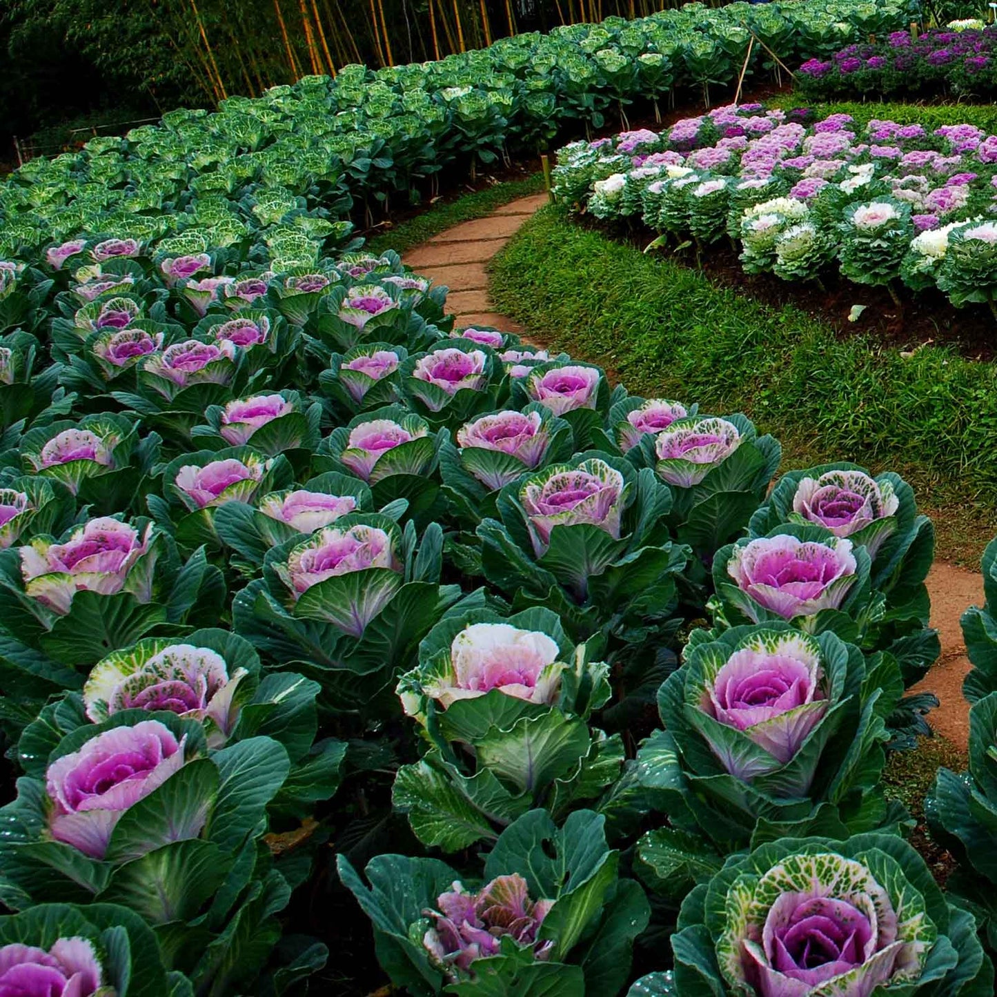 kale ornamental crane pink