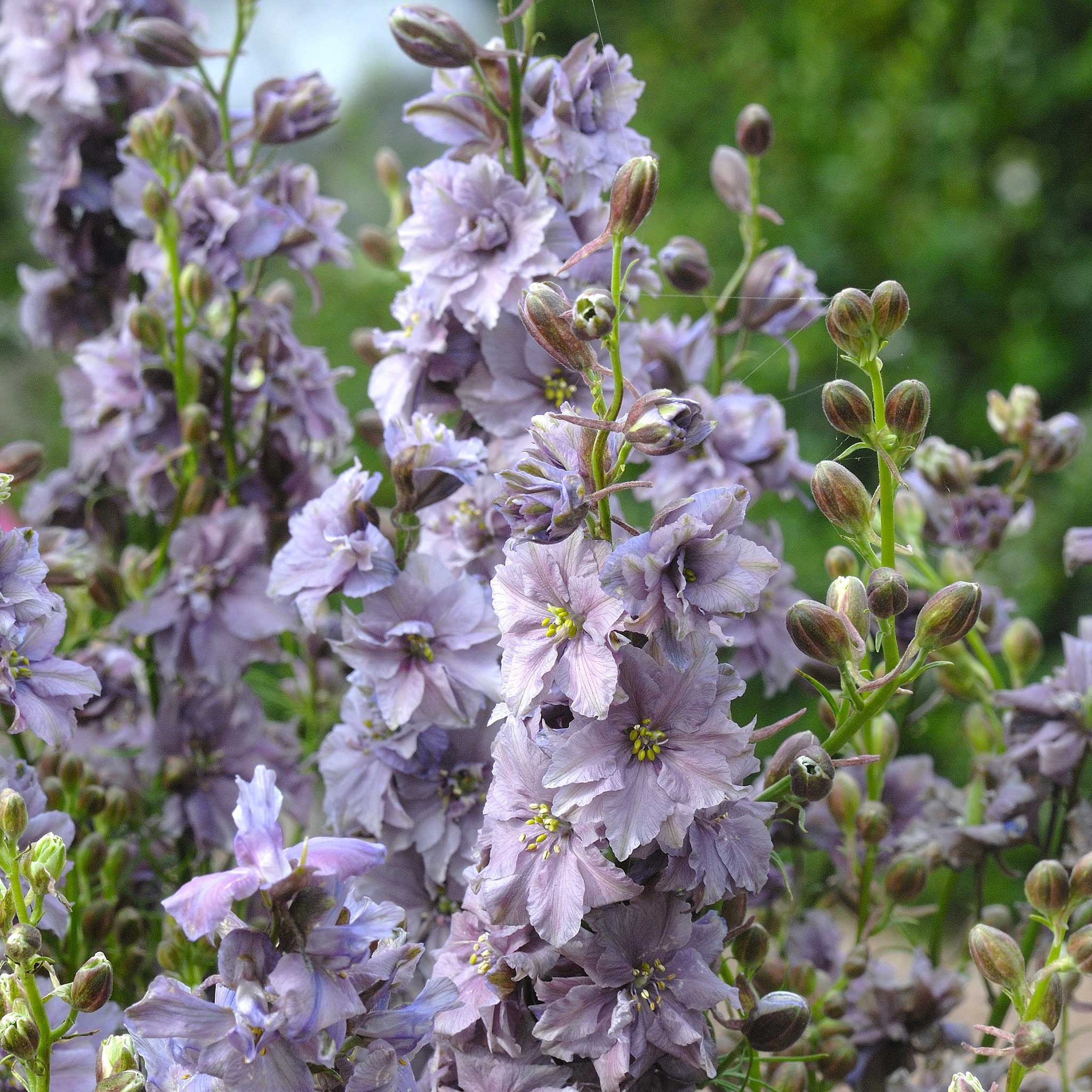 Bulk Larkspur Seeds - Misty Lavender | Bulk Wildflowers