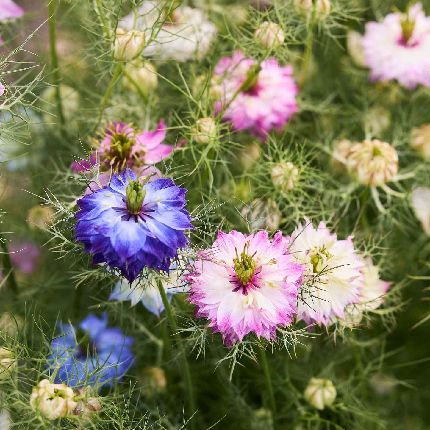 love in a mist miss jekyll double mix