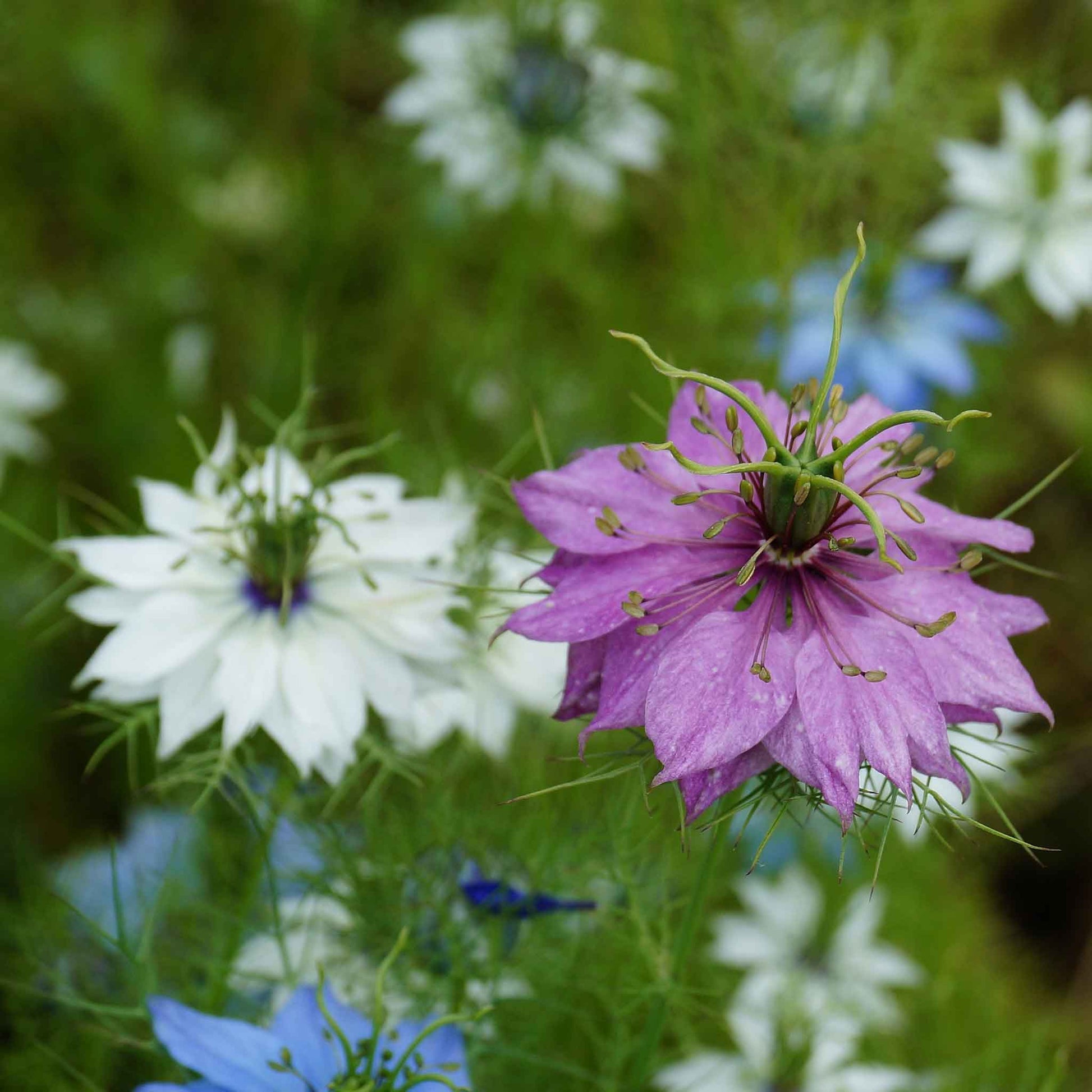 love in a mist miss jekyll mix