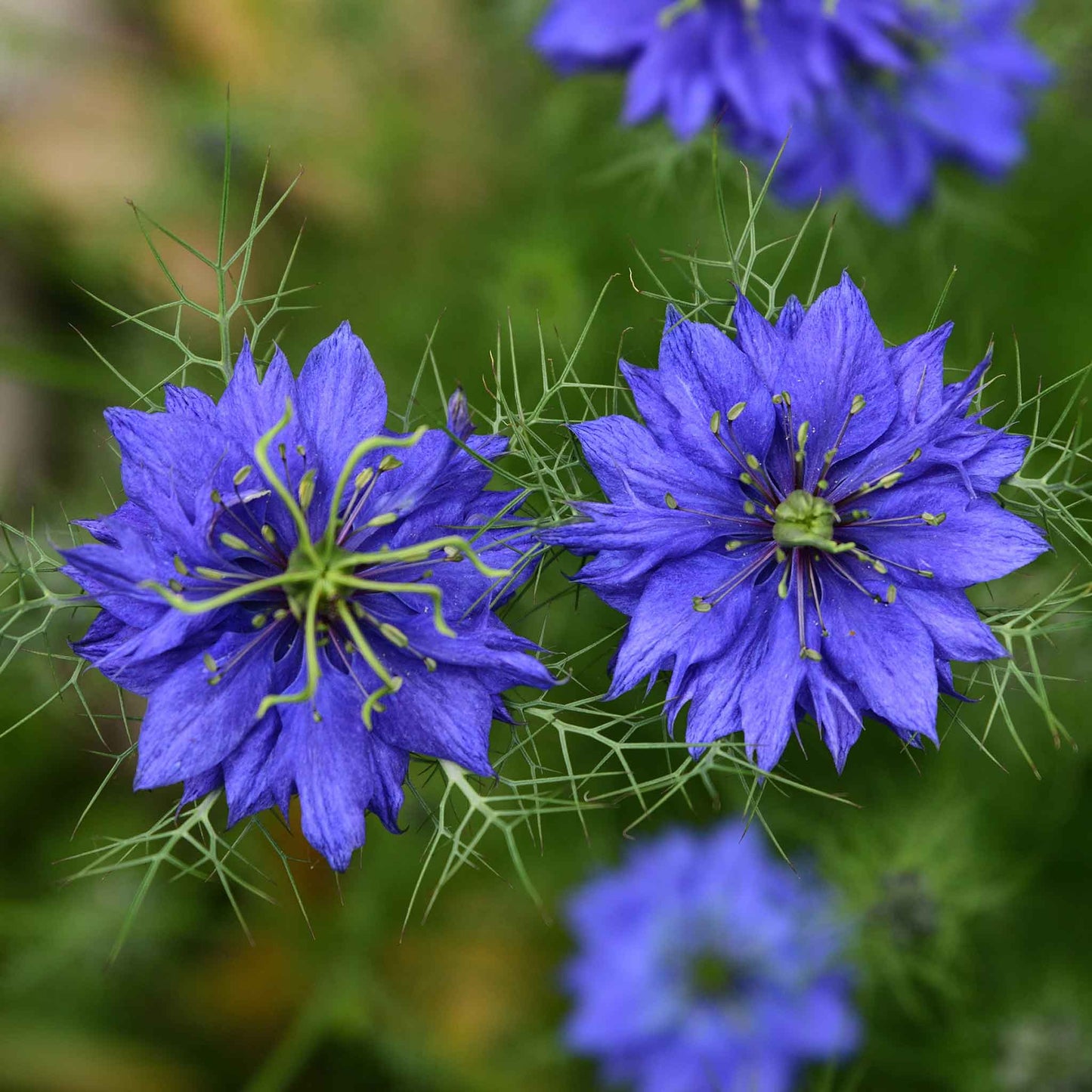 love in a mist persian jewels indigo blue