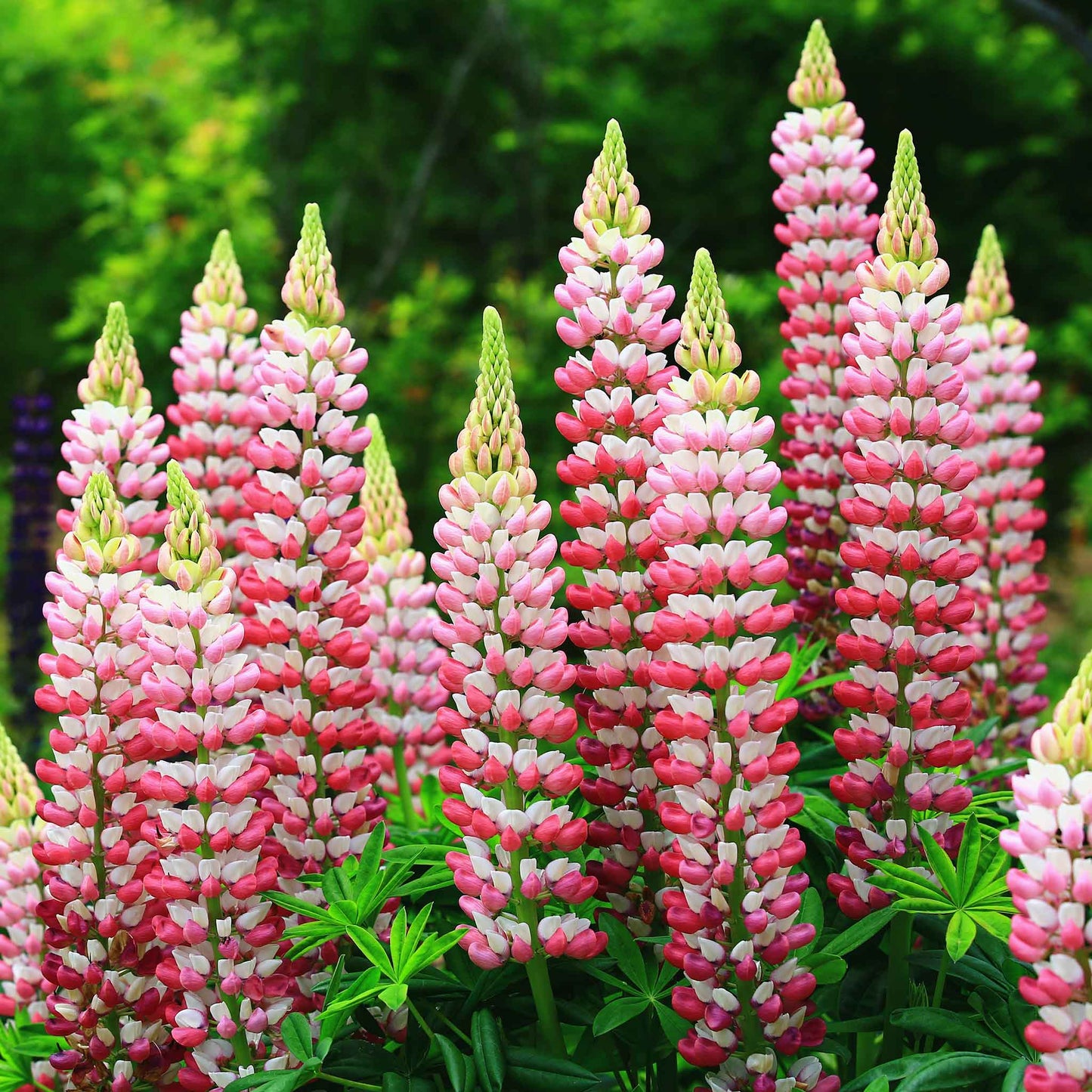 lupine chatelaine