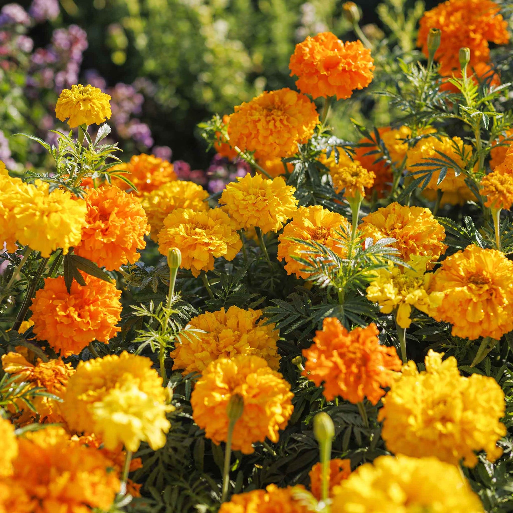 Bulk African Marigold Seeds - Crackerjack Mix | Bulk Wildflowers