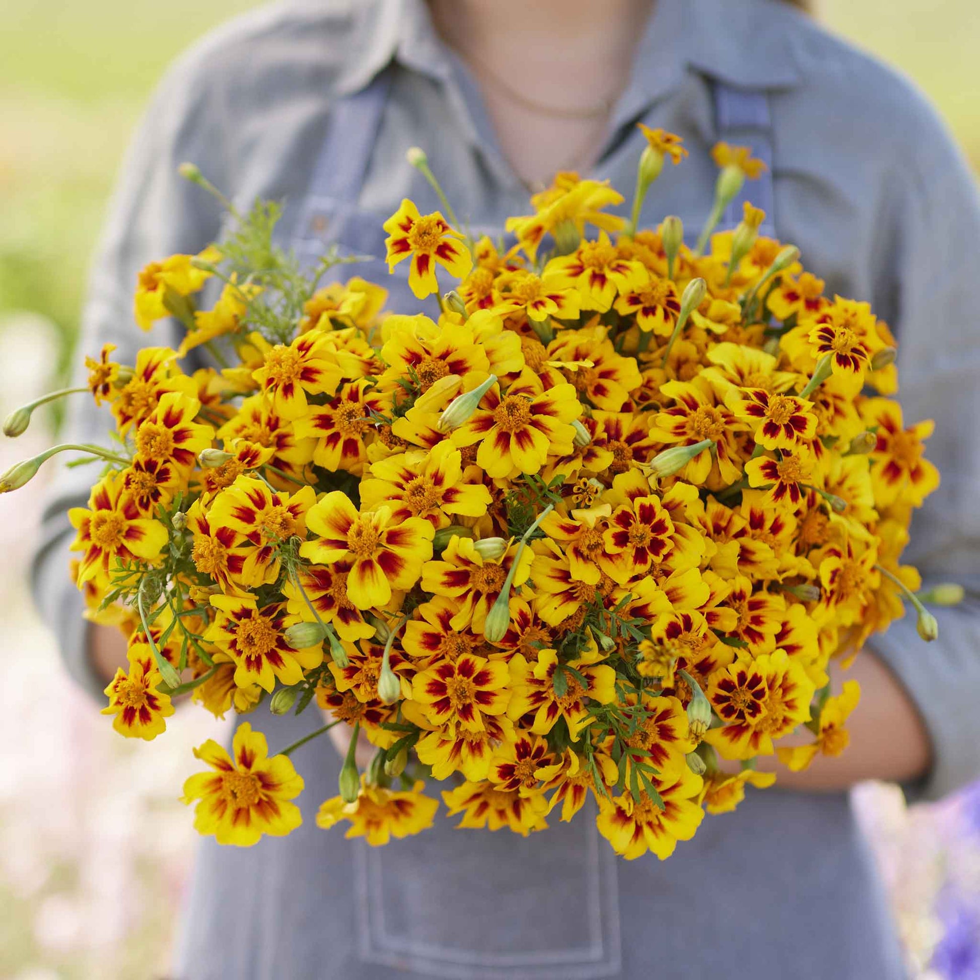 french marigold naughty marietta