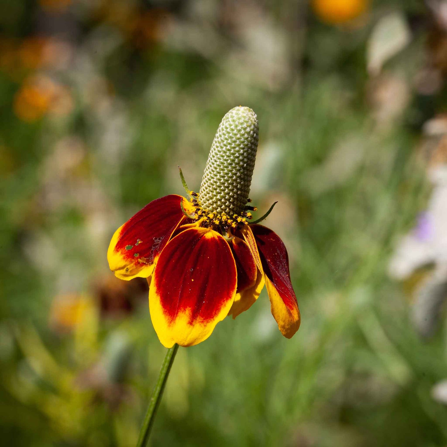 mexican hat